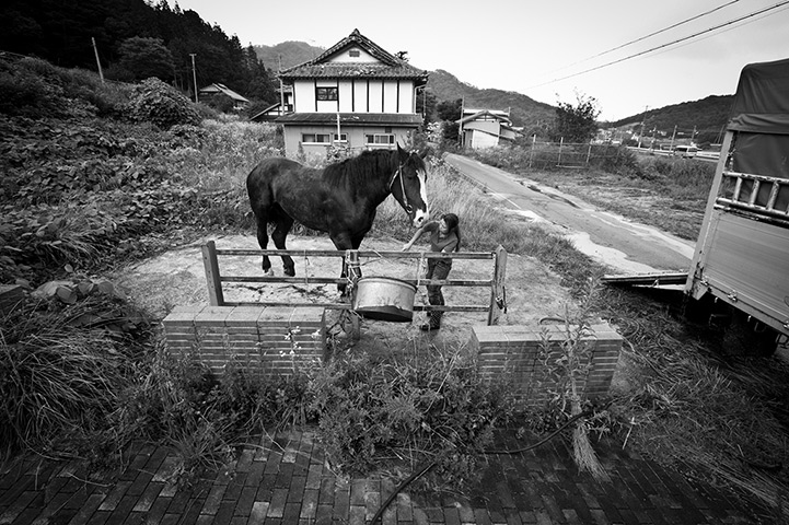 Fukushima horses: 