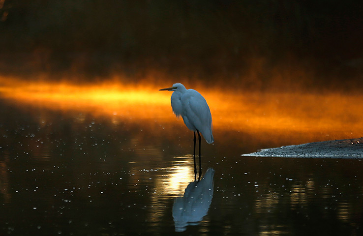 Weekend in pictures: Assateague Island, Virginia, USA: An egret stands in a canal as morning sun reflects off mist