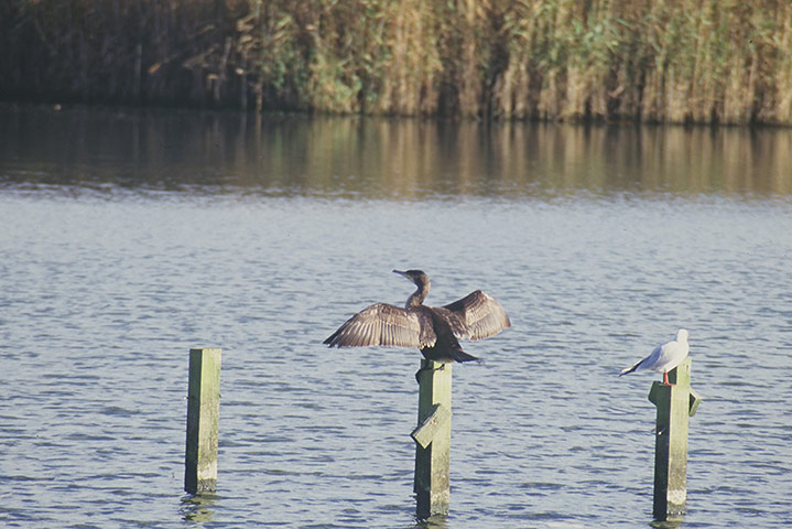 Great Nature Watch: Cormorant