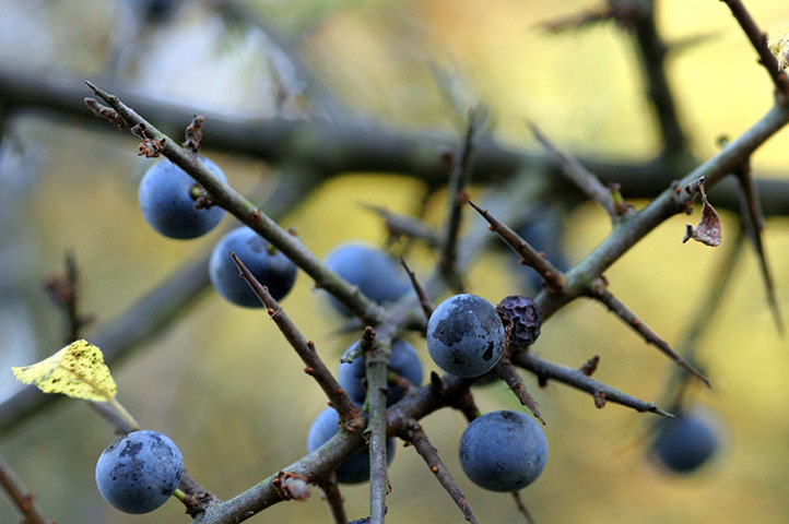 Great Nature Watch: Blackthorn