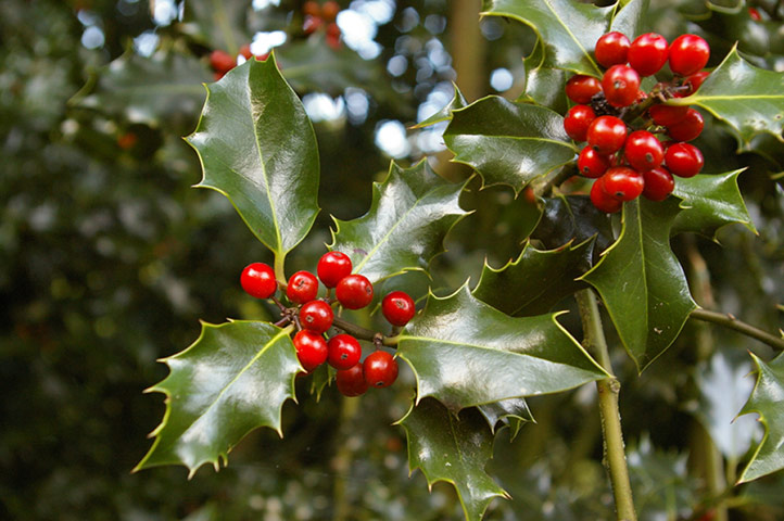 Great Nature Watch: Holly