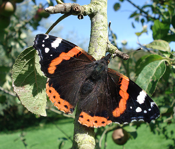 Great Nature Watch: Red Admiral