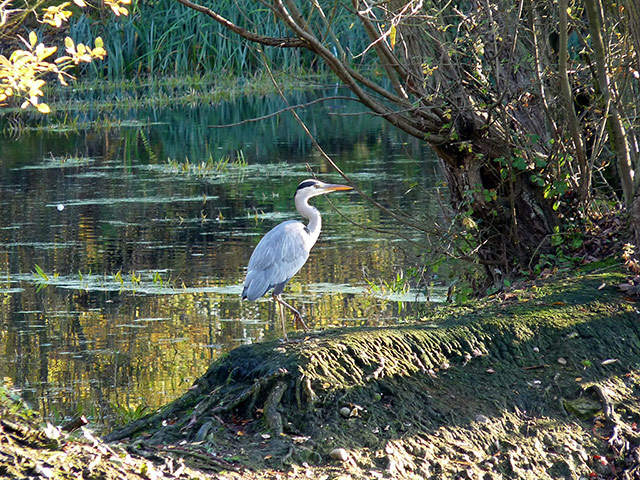 Great Nature Watch: Heron