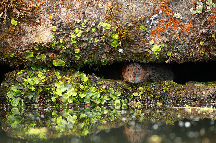 Great Nature Watch: Water vole
