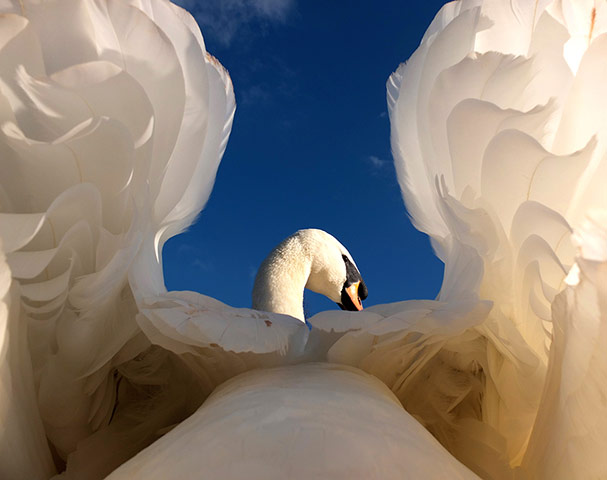 Great Nature Watch: Swan