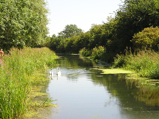 Great Nature Watch: Pocklington Canal