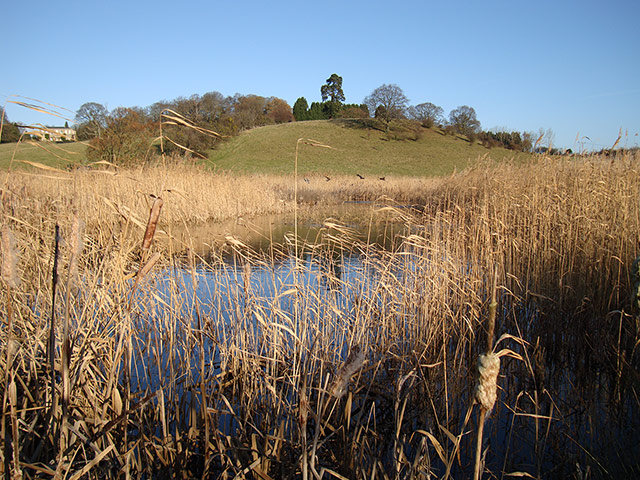 Great Nature Watch: Coney Meadow Reed Bed