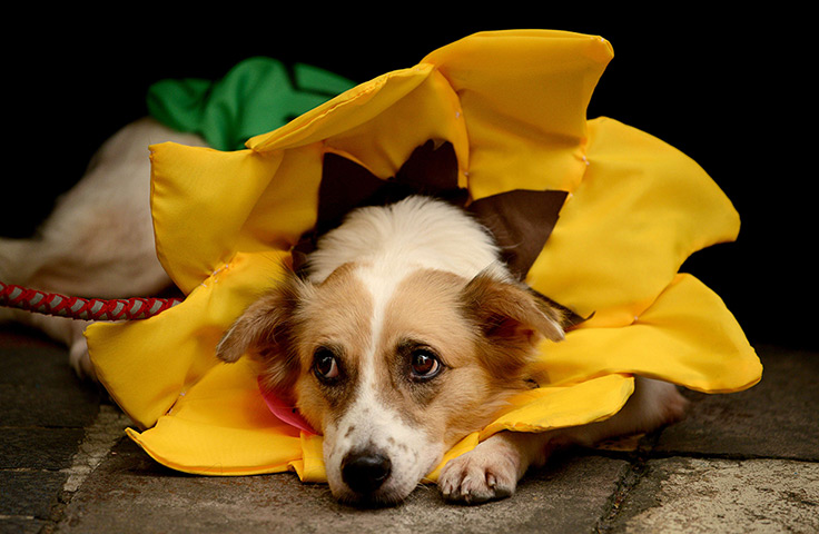 Halloween pets: A dog dressed as a sunflower at the Scaredy Cats and Dogs Halloween costume competition in Manila