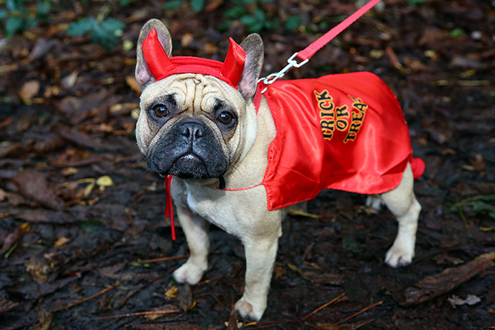 Halloween pets: Buffy the french bulldog dressed in a demon costume at the All Dogs Matter Halloween fancy dress dog walk, Hampstead Heath, London