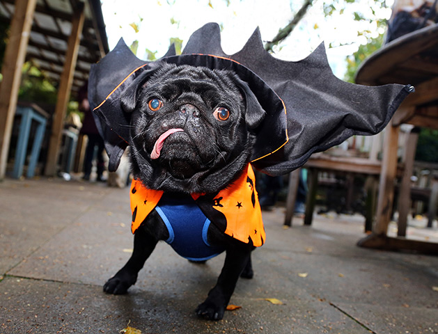 Halloween pets: Boris the pug in a vampire costume at the All Dogs Matter Halloween fancy dress dog walk, Hampstead Heath