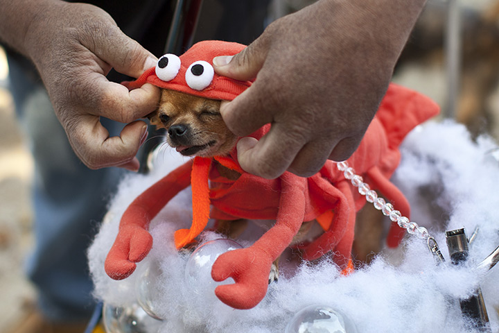Halloween pets: A chihuahua is helped into a lobster costume at the Tompkins Square Halloween dog parade in New York