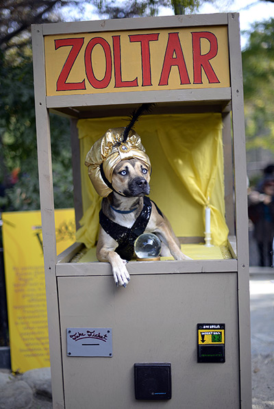 Halloween pets: A dog dressed as a Zoltar fortune telling machine at the 23rd annual Tompkins Square Halloween dog parade in New York City