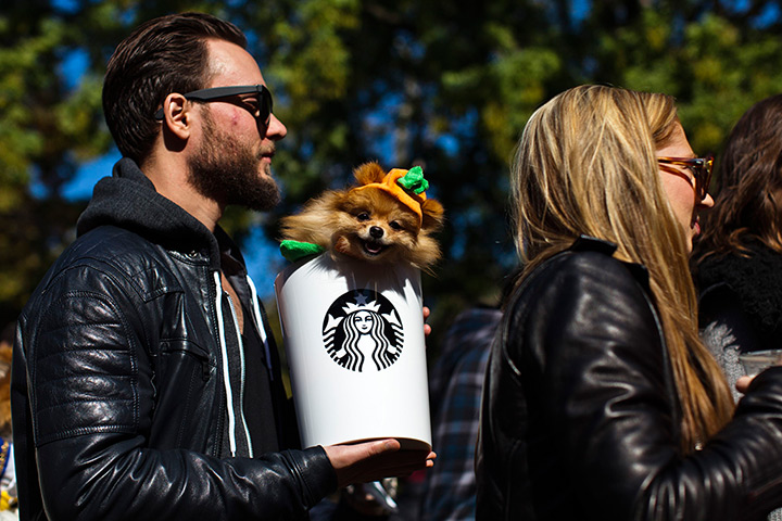 Halloween pets: A dog dressed as a pumpkin spice latte takes part in the 23rd annual Tompkins Square Halloween dog parade in New York