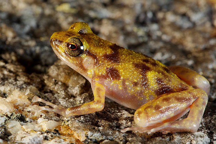 New species of Queensland: Boulder frog