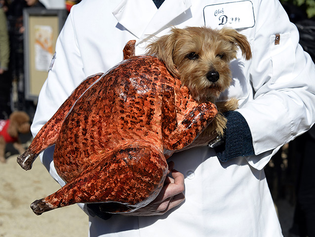 Halloween pets: A dog dressed as a turkey participates in the 23rd annual Tompkins Square halloween dog parade in New York City