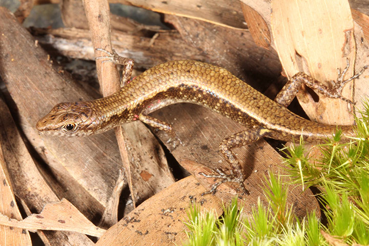 New species of Queensland: Shade skink