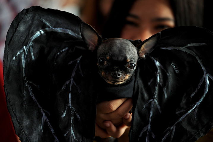 Halloween dogs: A dog dressed as a devil during the Scaredy Cats and Dogs Halloween costume competition in Manila, Philippines