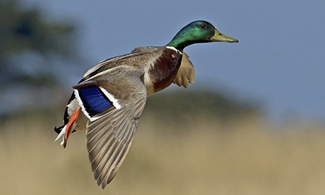 Male Mallard duck in flight about to land.