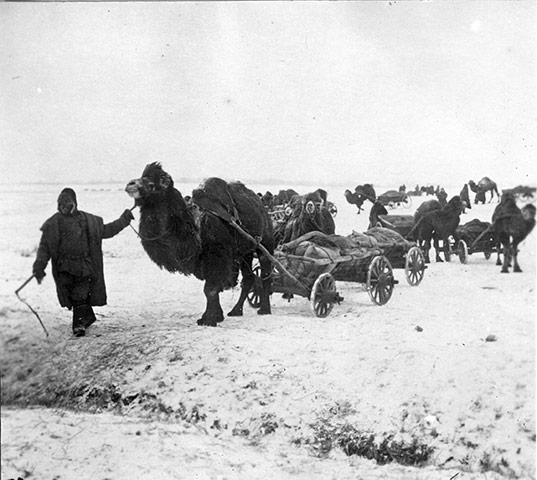 150 years of the ICRC: Camels transport food from the railway station