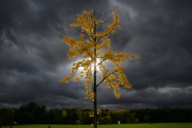 The sun shining through a stormy sky lights a young tree showing off its autum leaves to beautiful effect in Cologne, Germany.