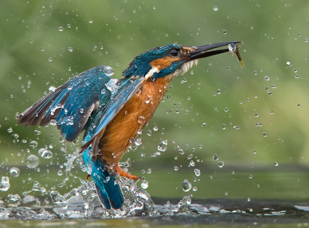 A kingfisher is frozen in flight, captured by the swift shutter of photographer Jamie MacArthur on the Norfolk Broads.