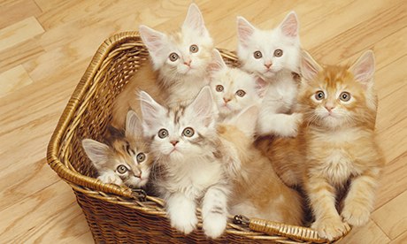 Six Maine Coon Kittens