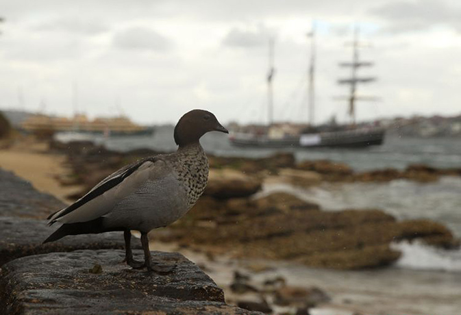 Tall ships: Tall ships