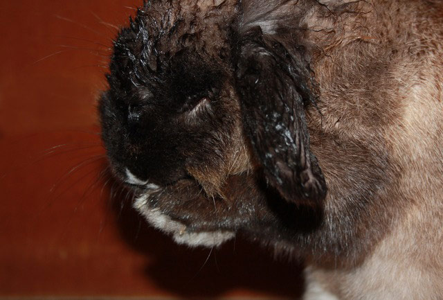 Wet pets: rabbit washing itself