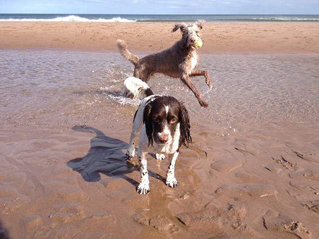 Wet pets: dog photobombing wet dog