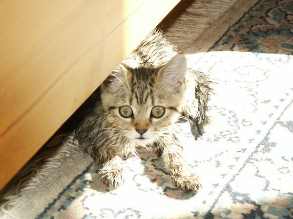Wet pets: wet cat