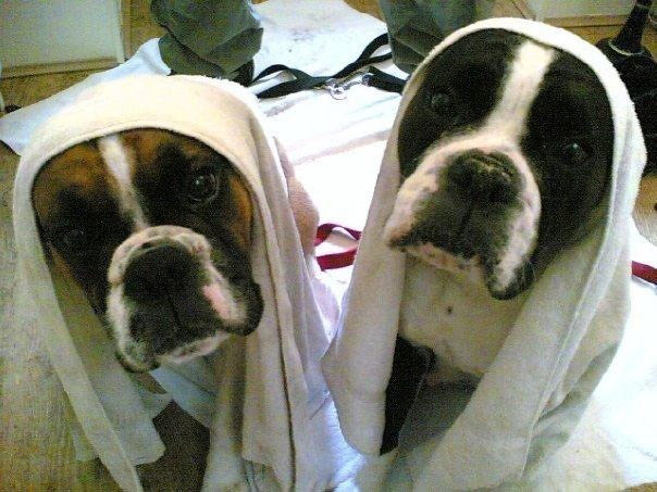 Wet pets: dogs with towels on heads