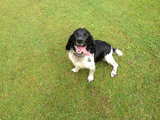 Wet pets: happy wet dog