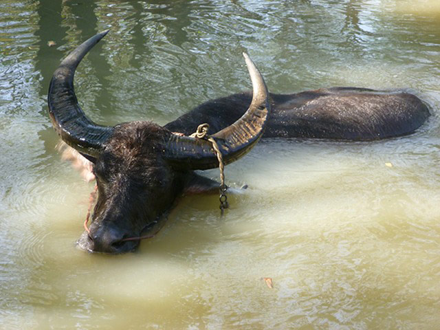 Wet pets: wet water buffalo
