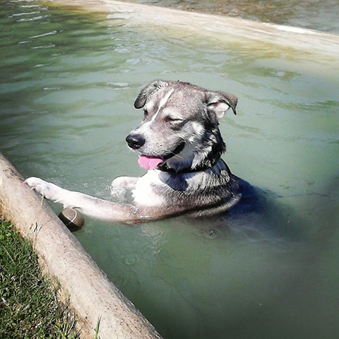 Wet pets: dog in a fountain