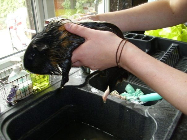 Wet pets: wet guinea pig