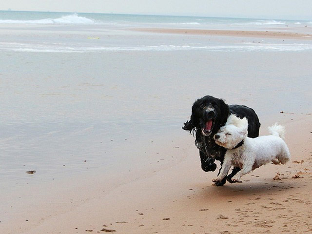 Wet pets: dogs on the beach