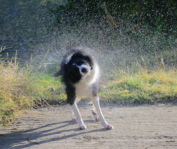 Wet pets: dog having a shake