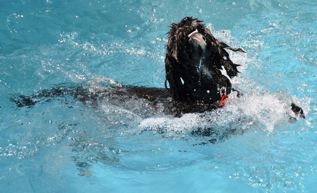 Wet pets: dog having a swim