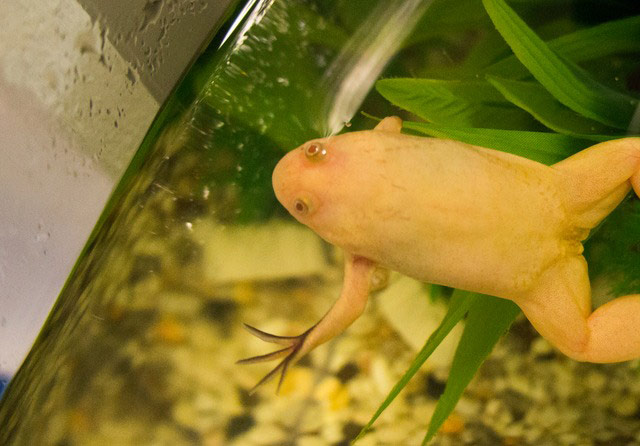 Wet pets: albino frog in tank