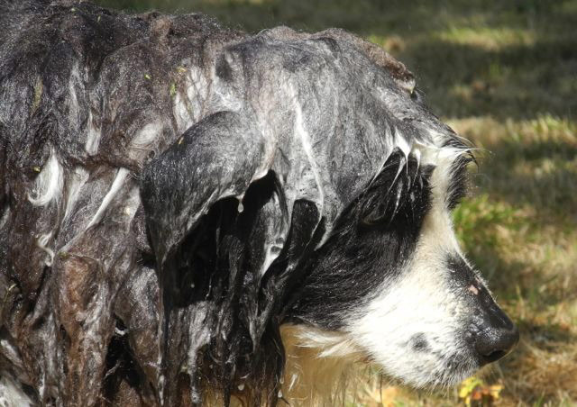 Wet pets: soapy dog
