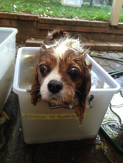 Wet pets: dog bath in a box