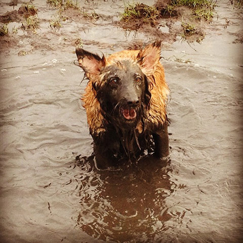 Wet pets: dog covered in mud
