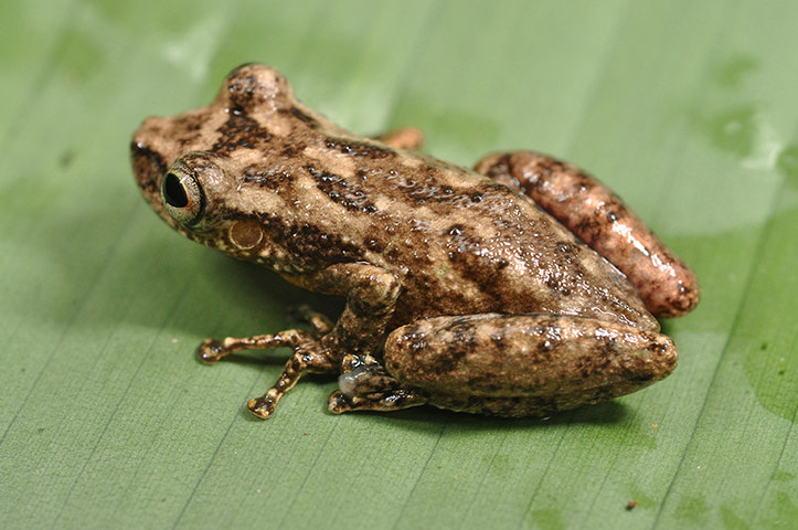 RAP in Suriname: Conservation International team discovered new species