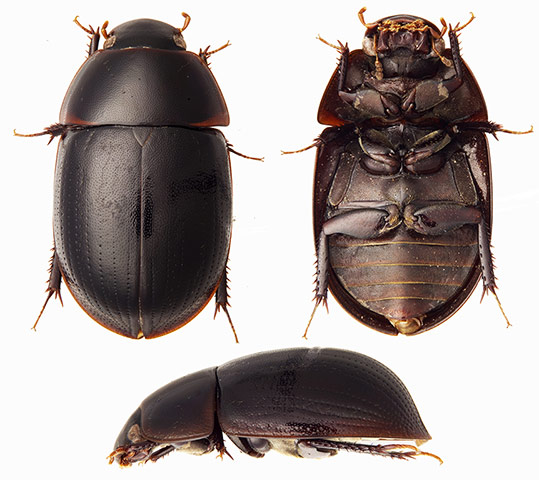 RAP in Suriname: Conservation International team discovered new species