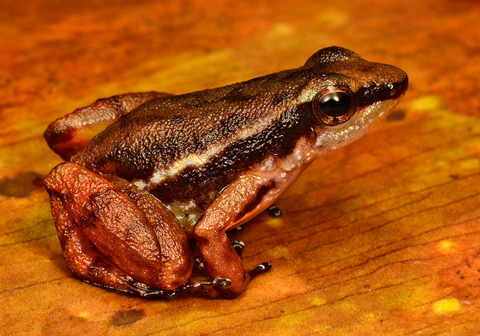 RAP in Suriname: Conservation International team discovered new species