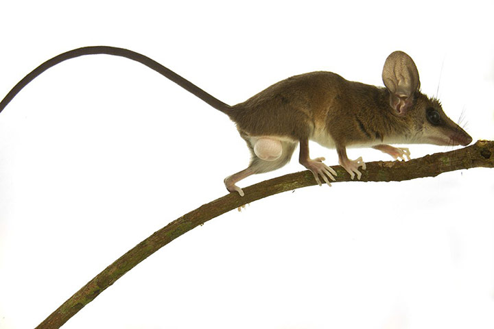 RAP in Suriname: Conservation International team discovered new species