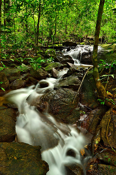 RAP in Suriname: Conservation International team discovered new species