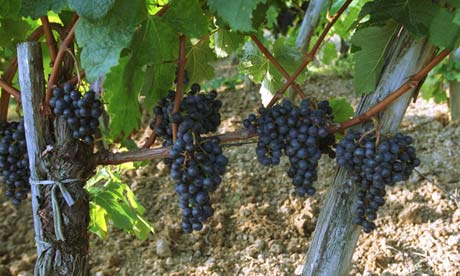 A vineyard in Bordeaux