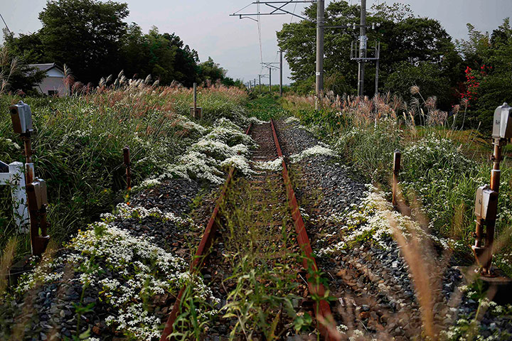 Fukushima: Wild flowers and other vegetation grow over train line in Namie