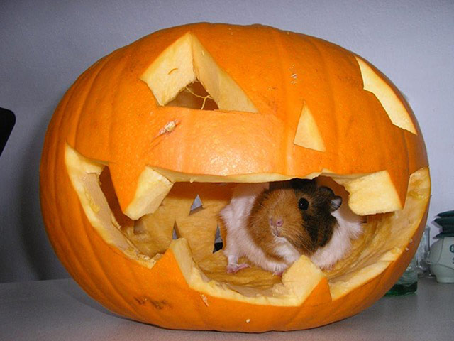 Halloween pets: guinea pig in pumpkin